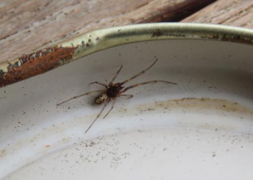 Steatoda triangulosa